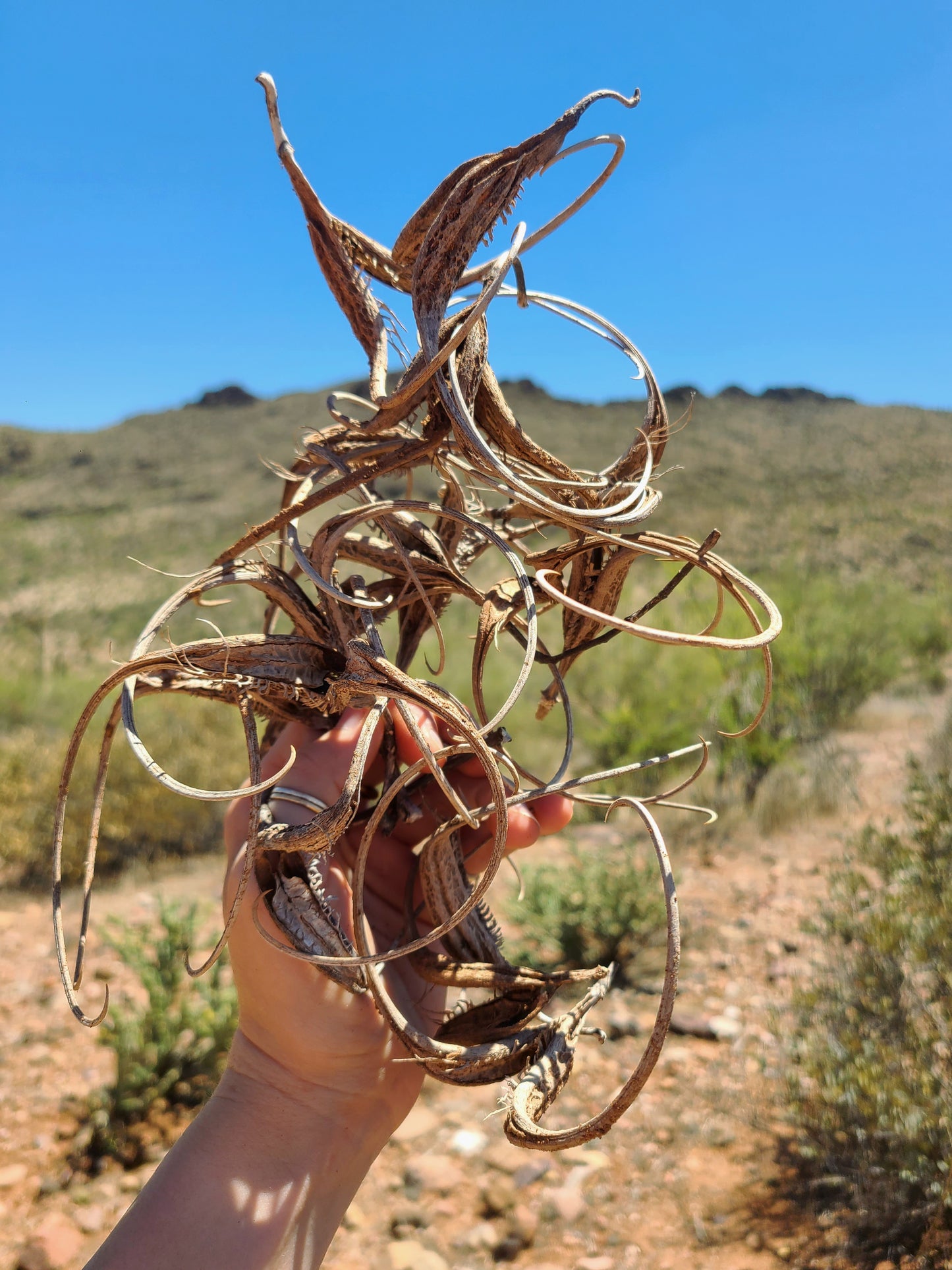 Devil's Claw Protection Talisman