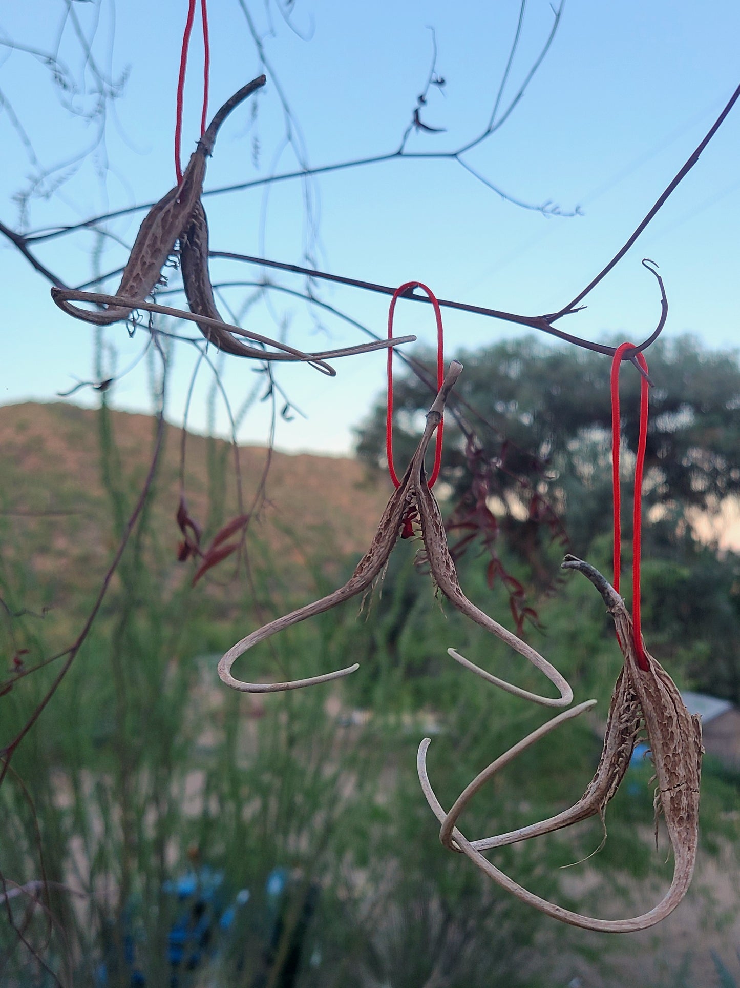 Devil's Claw Protection Talisman