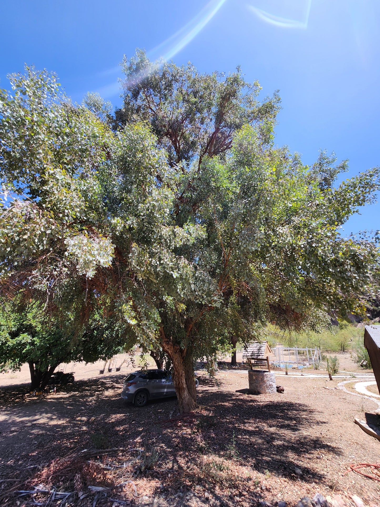 Eucalyptus (Herb)