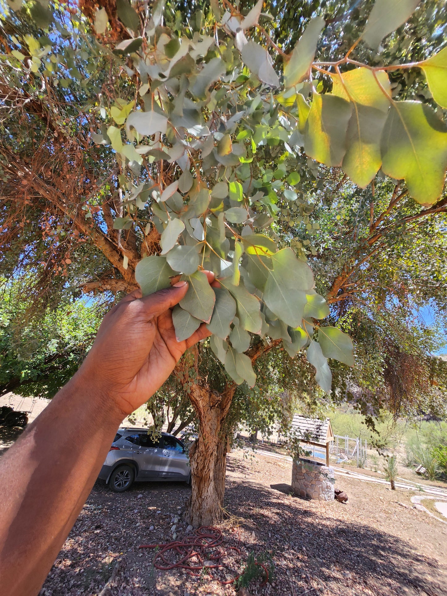 Eucalyptus (Herb)
