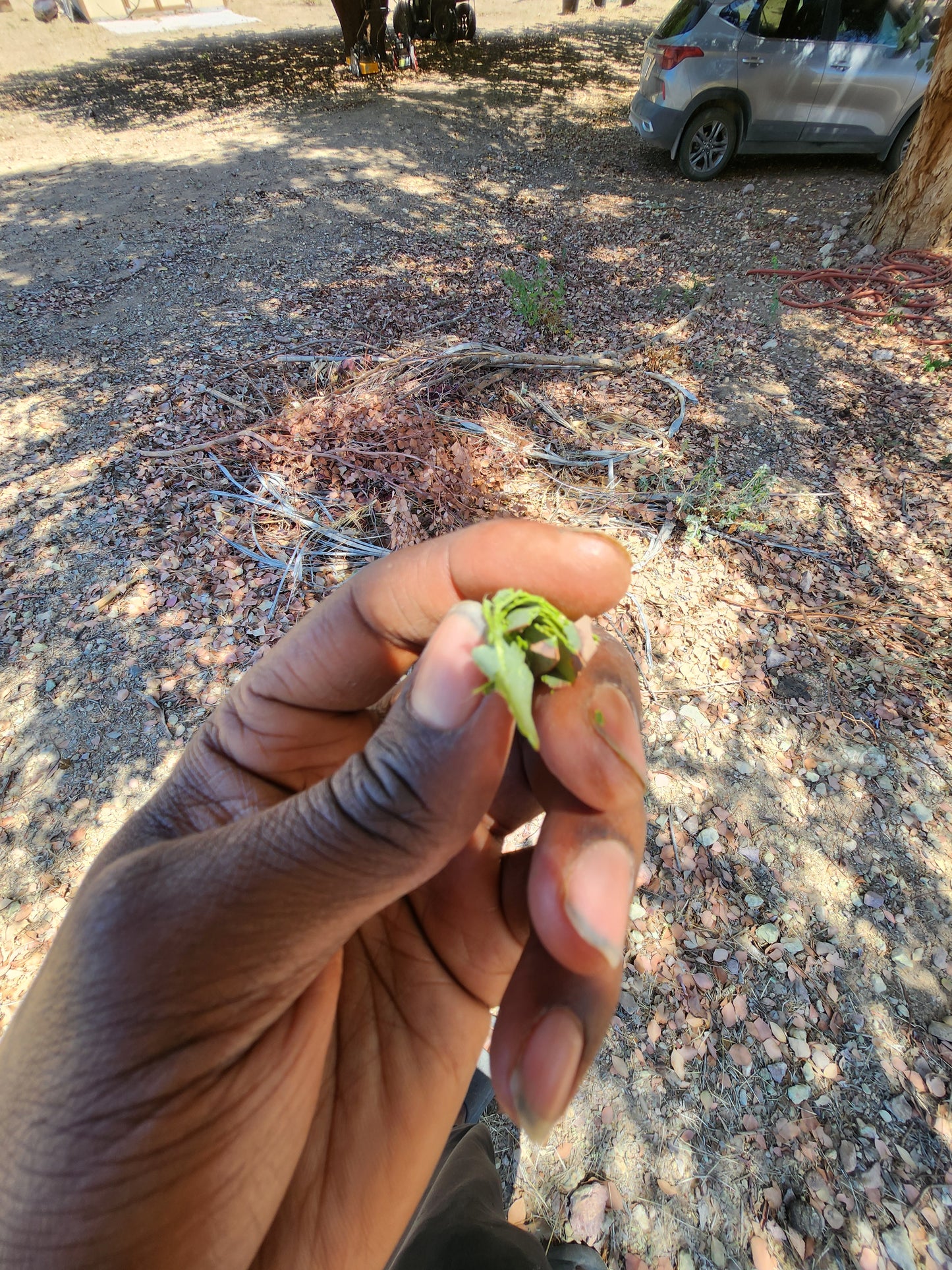 Eucalyptus (Herb)