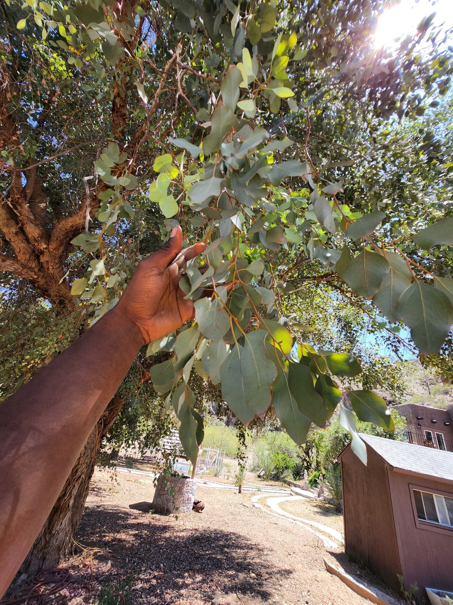 Eucalyptus (Herb)