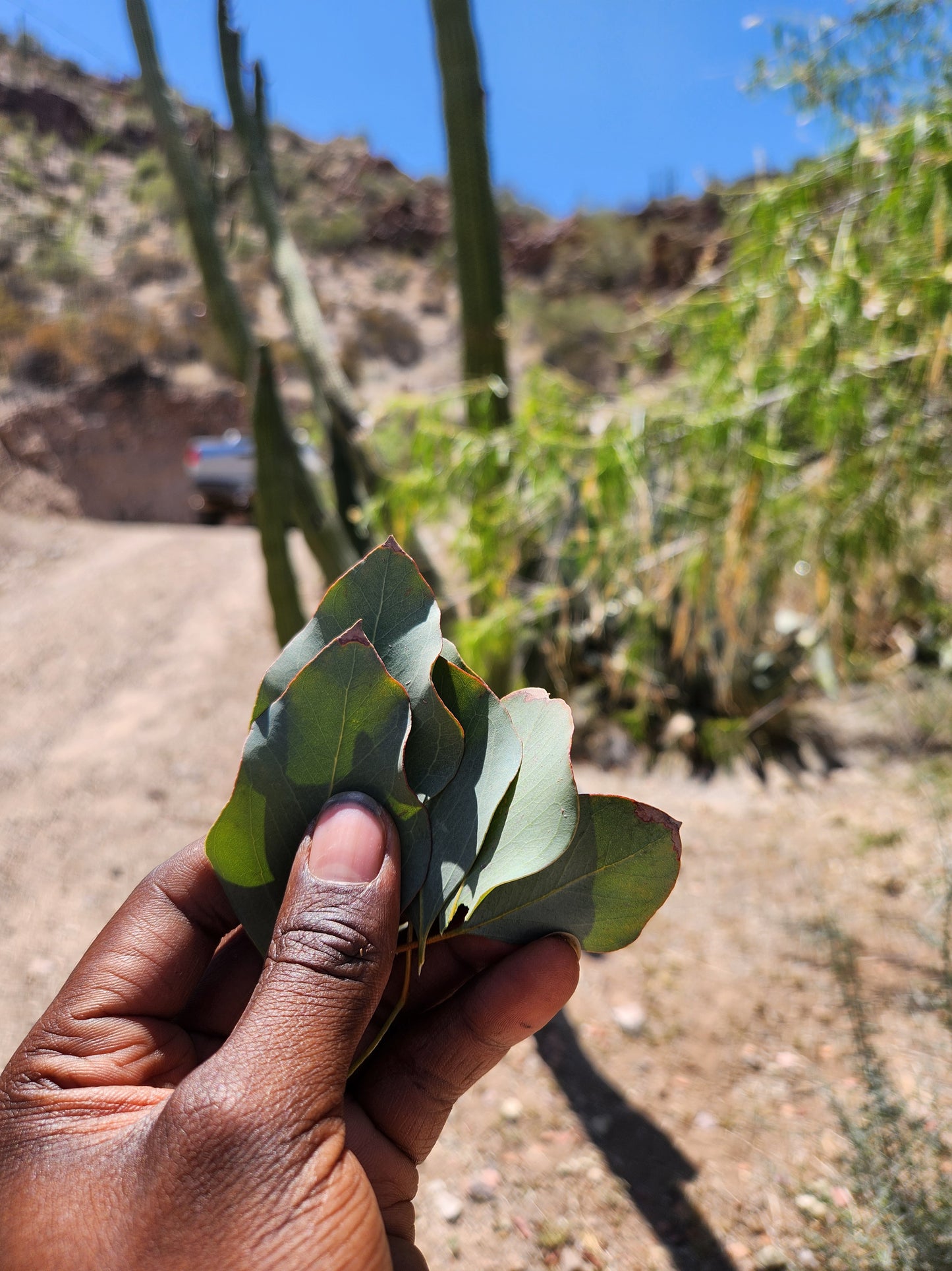Eucalyptus (Herb)