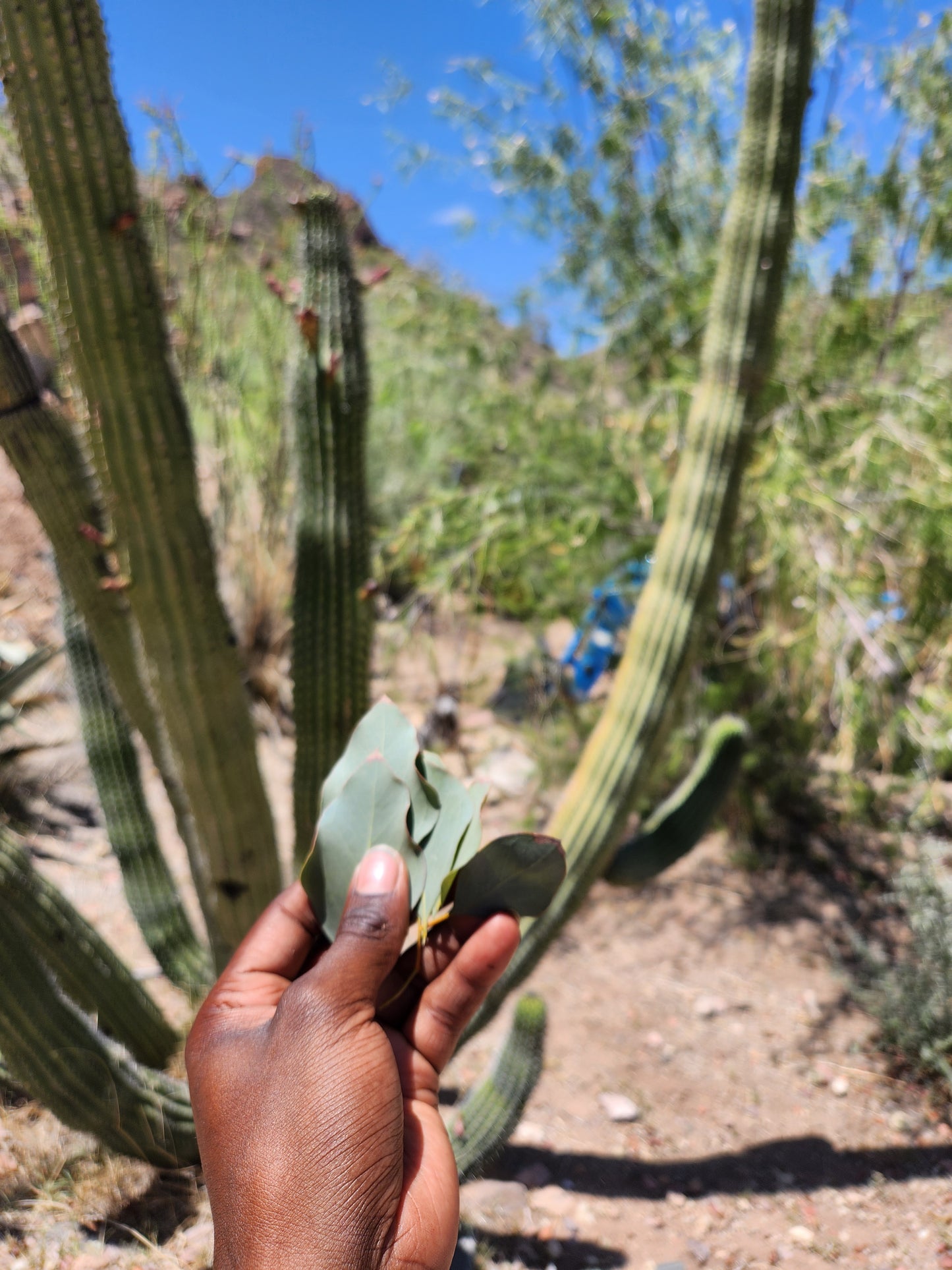 Eucalyptus (Herb)