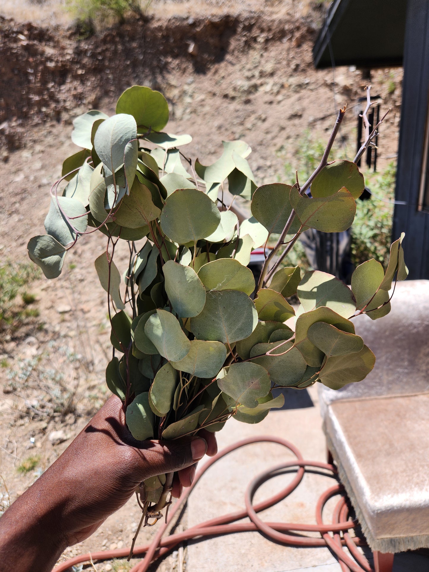 Eucalyptus (Herb)