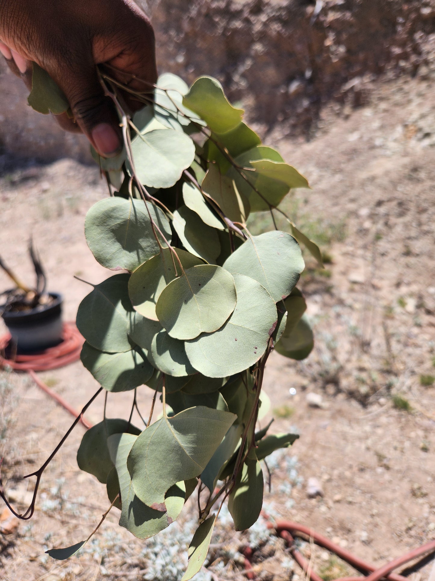 Eucalyptus (Herb)