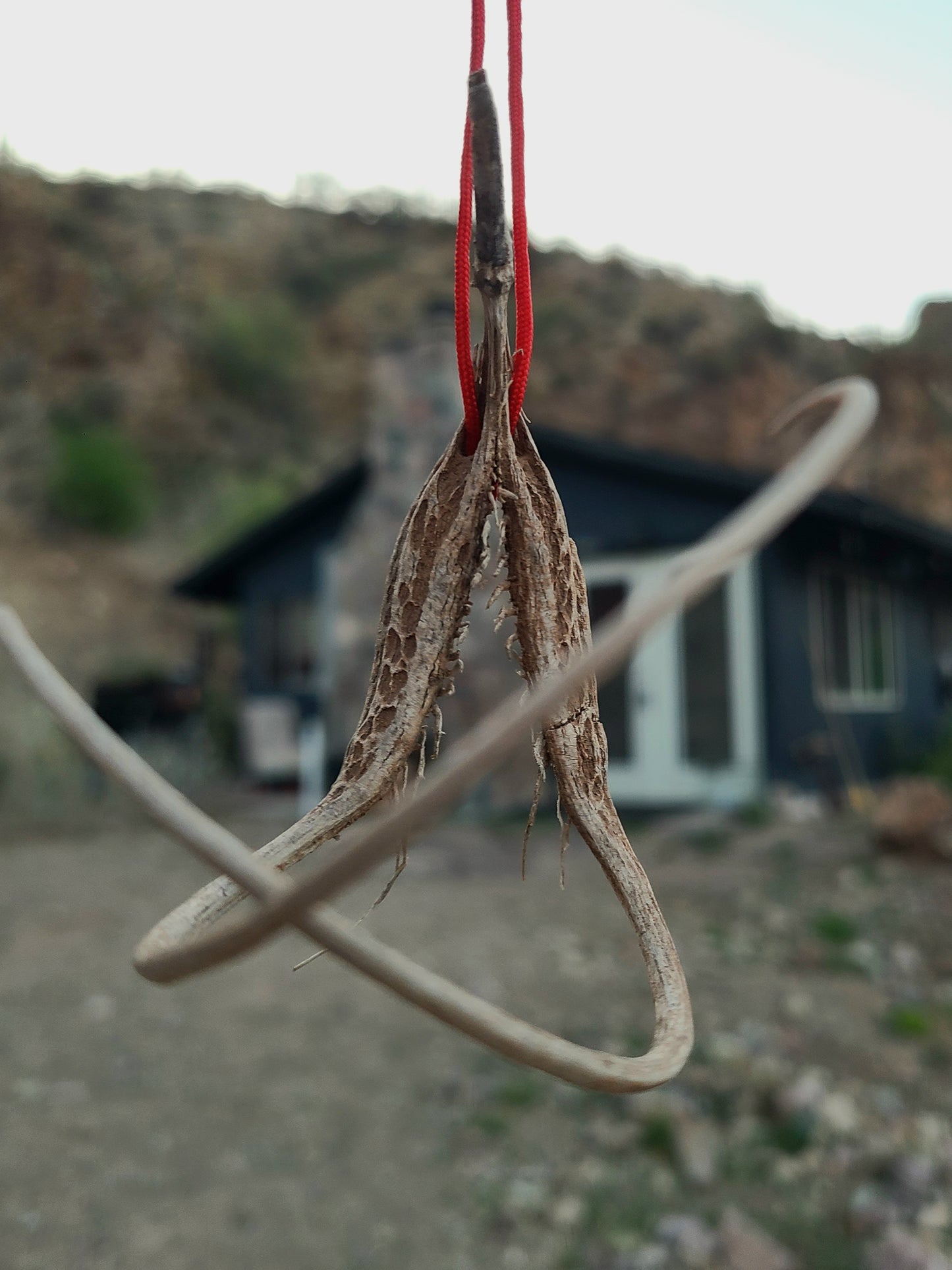 Devil's Claw Protection Talisman