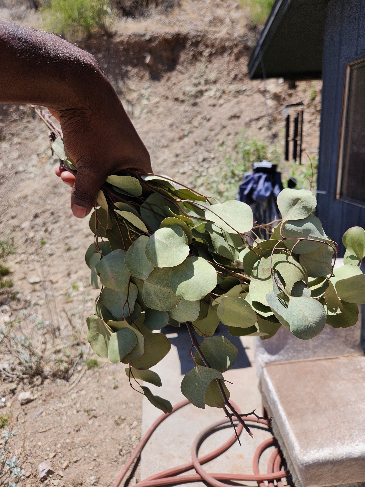 Eucalyptus (Herb)